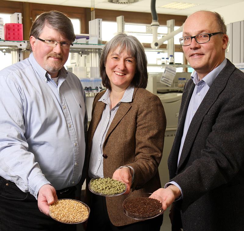 Die Teams von Professor Dr. Roland Ulber (li.), Professorin Dr. Elke Richling und Professor Dr. Werner Thiel untersuchen, wie der Treber anderweitig Verwendung finden kann.