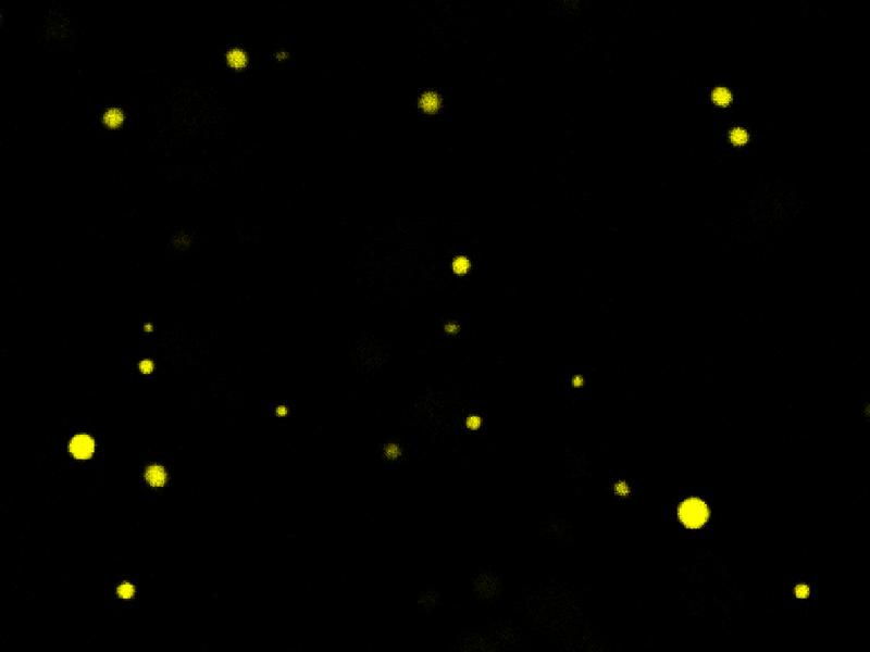 Einzelne Tröpfchen unter dem Fluoreszenzmikroskop
