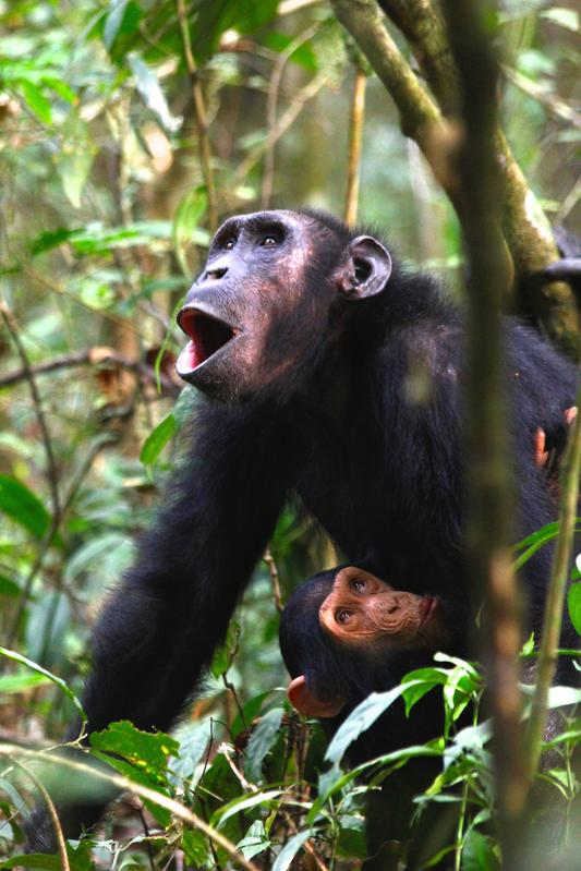 Schimpansen verwenden wenigstens drei akustisch unterschiedliche Varianten des "Hu"-Rufes, die jeweils in einem anderen Verhaltenskontext stehen.
