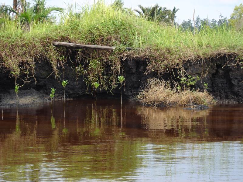 A peat swamp forest in Sumatra which has been converted into a palm oil plantation