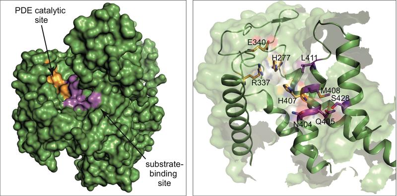 Im Detail aufgeklärt: Der enzymatisch aktive Teil des SdeA-Toxins in drei Dimensionen (grün).