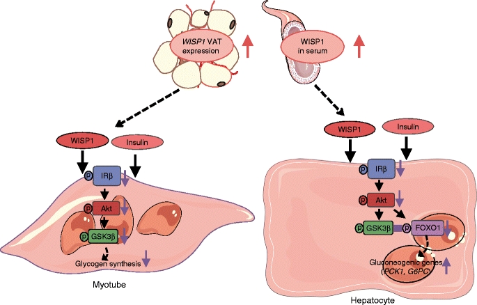 Schematische Darstellung, wie WISP1 die Insulinwirkung in Myotubes und Hepatozyten beeinträchtigt. 