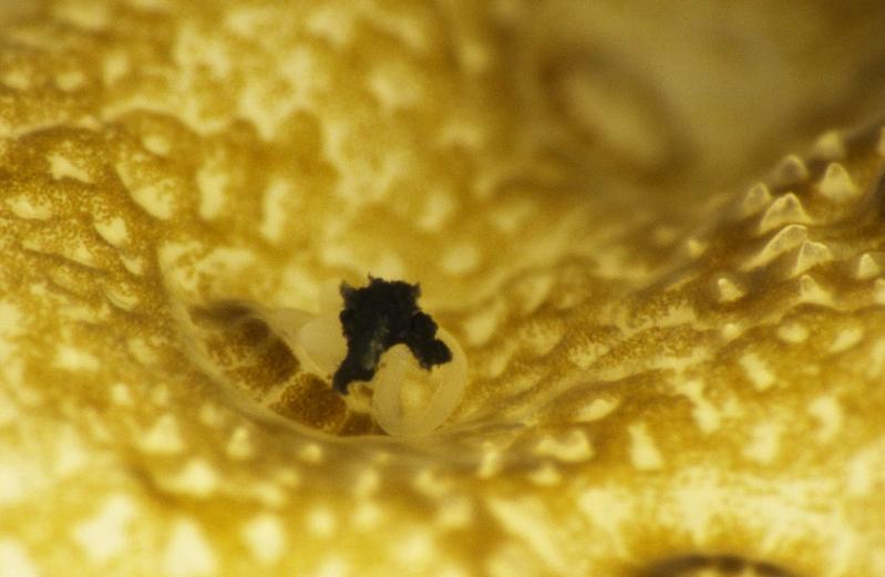 A coral polyp ingesting a microplastic particle (in black).