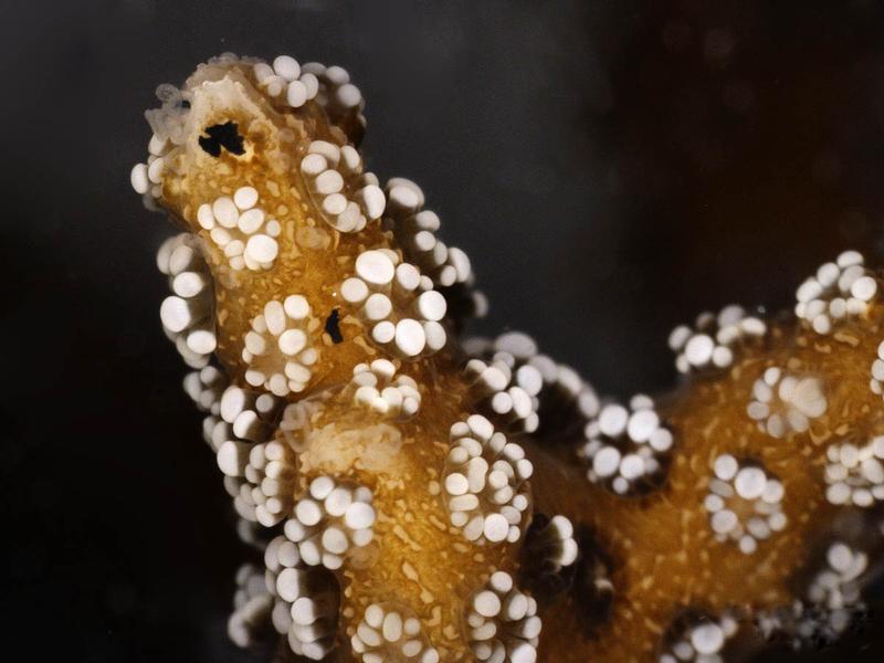 Close-up of a coral interacting with microplastics (black particles).