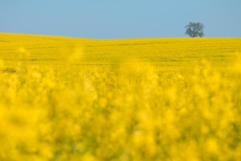 Rechtsexperten fordern ein modernes biodiversitätserhaltendes, klimaschonendes und gewässerschützendes Landwirtschaftsgesetz. 