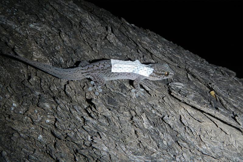 Ein ausgewachsener Gecko mit einem kleinen Rucksack, in dem ein Passivsender am Körper des Tieres angebracht wurde. Dieser kann den Aufenthaltsort und die Körpertemperatur übermitteln.