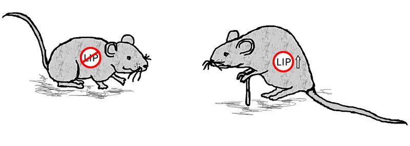 The C/EBPß-LIP gene regulator is involved in the aging process. If LIP is missing, the lifespan of mice increases and physical fitness is maintained during aging; without a calorie restriction. 