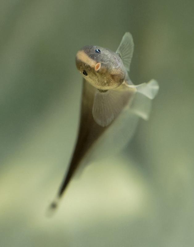 Ein junger Brauner Messerfisch (Apteronotus leptorhynchus).