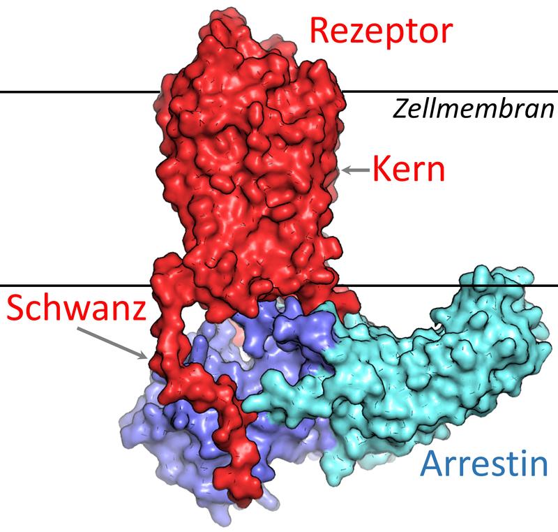 Computersimulation GPCR und Arrestin