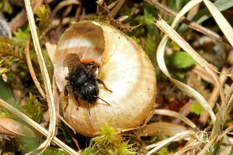 Die Zweifarbige Mauerbiene nutzt für ihre Brutzellen die leeren Schneckenhäuser von Schnirkelschnecken. 