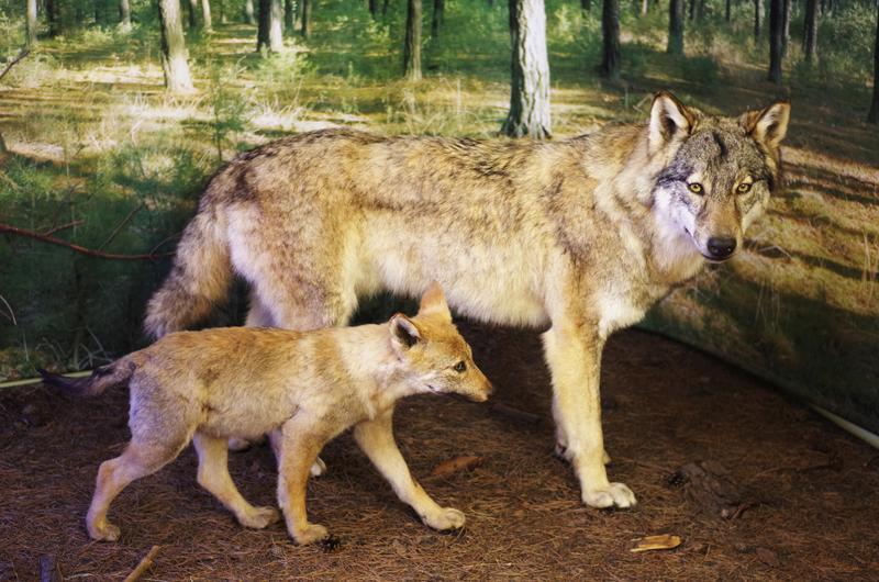 Wolfsmutter mit einem Welpen, aufgenommen im Museum in Rietschen in der Lausitz. 