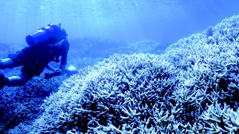 Chasing Coral