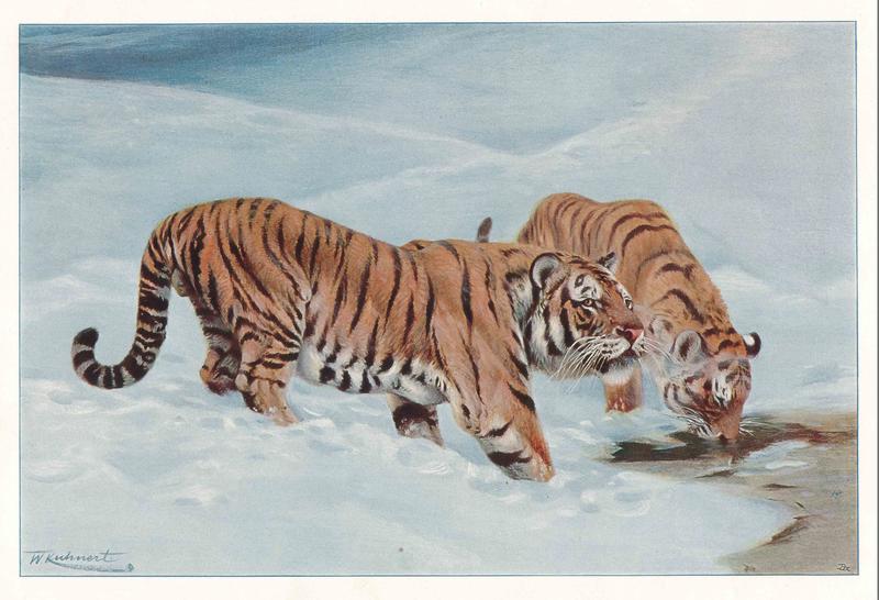 Sibirischer Tiger, Farbautotypie nach Wilhelm Kuhnert, um 1900.
