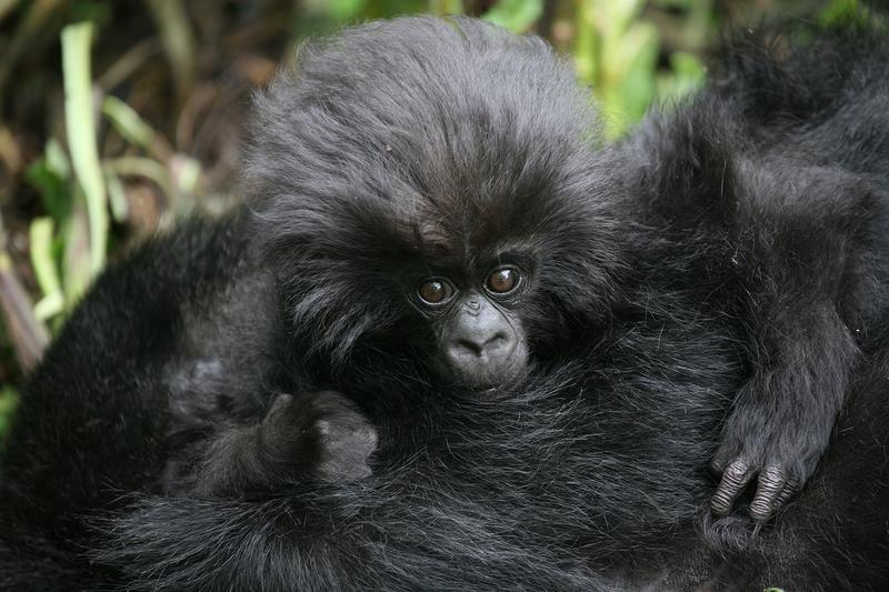 Grund zur Freude: Die Zahl weltweit freilebender Berggorillas stieg auf mehr als 1.000 Tiere an.