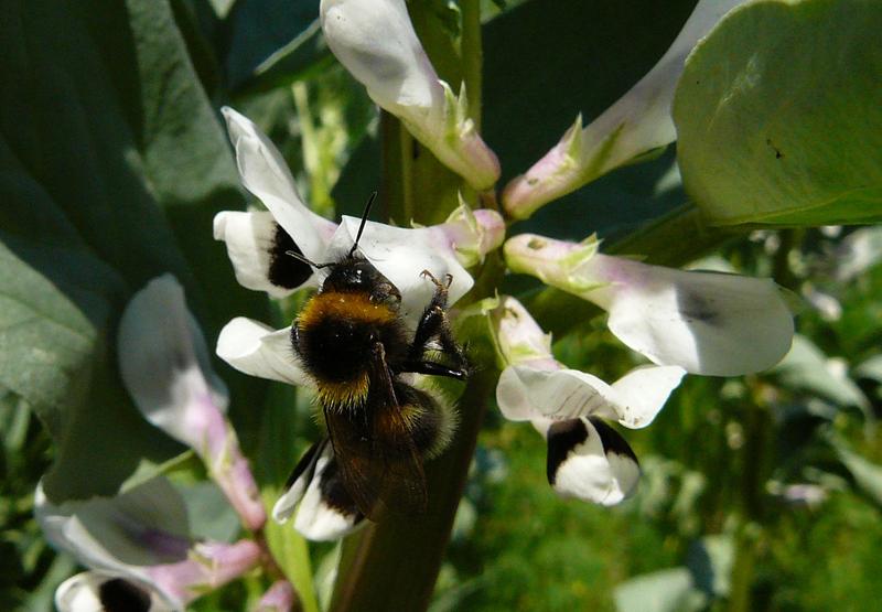 Gartenhummel