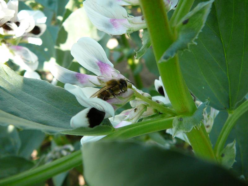 Honigbienen sind Nektarräuber