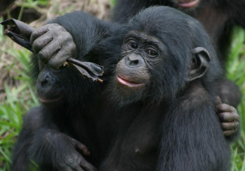 Neues Forschungsfeld hat es sich zum Ziel gesetzt, die gestischen Interaktionen von Bonobos und anderen Primatenarten zu erforschen.