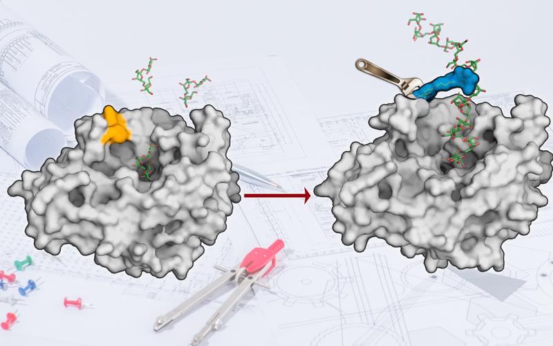  Die Oberfläche des Enzyms Levansucrase wurde so umgestaltet, dass es Zuckerpolymere entstehen lassen kann. 