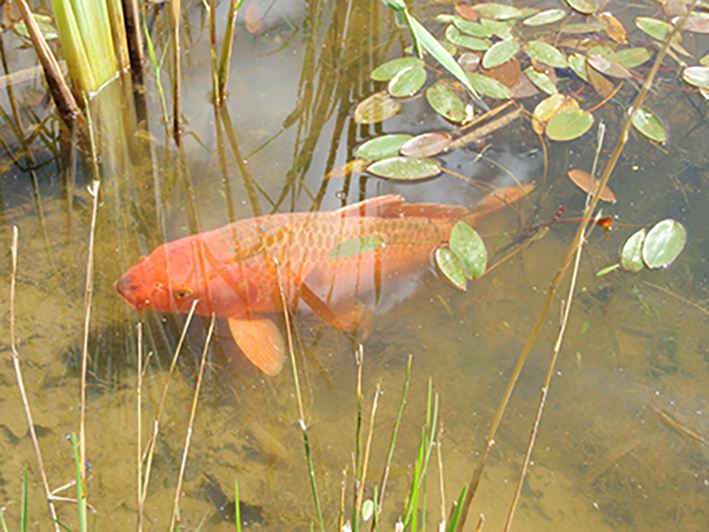 Sun basking carp Cyprinus carpio 