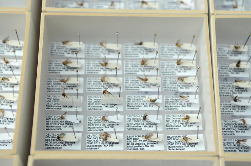 Steckmückensammlung des Citizen-Science-Projekts „Mückenatlas“