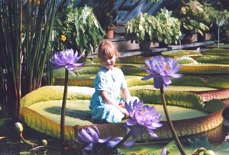 Die Schwimmblätter der Riesenseerose, hier die Art Victoria cruziana, sind überaus stabil und können Babys und Kinder tragen, ohne unterzugehen.Aufnahme im Botanischen Garten Berlin, 2004