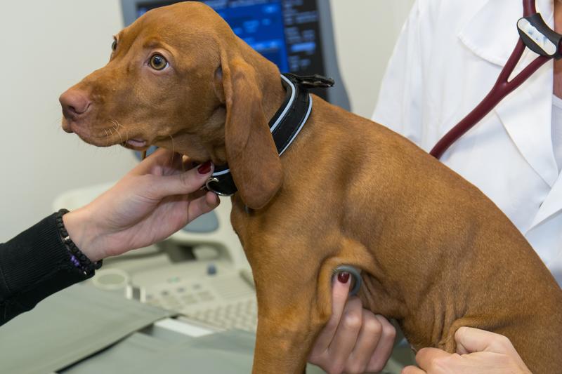 Ein spezielles "Hunde-Immunglobulin E" (IgE) soll die Vierbeiner zukünftig effektiv bei der Diagnose Krebs unterstützen.