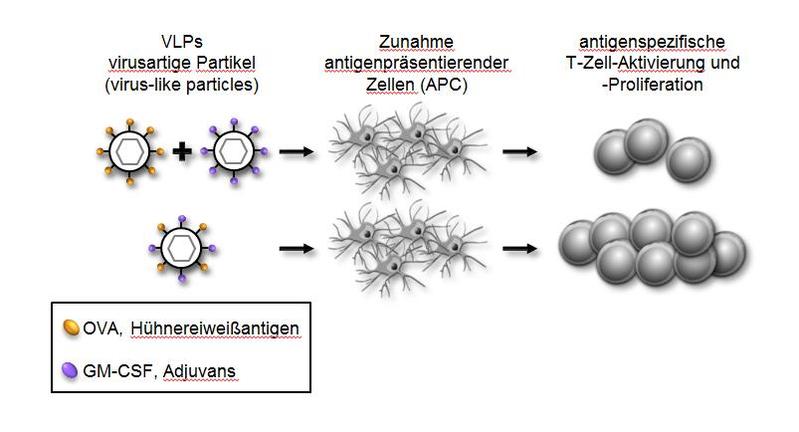 Die Kombination von Antigen und Adjuvans in virusartigen Partikeln (unten) führt zu stärkeren Immunreaktion als bei getrennter Präsentation. Dies könnte für Impfstoffe genutzt werden.