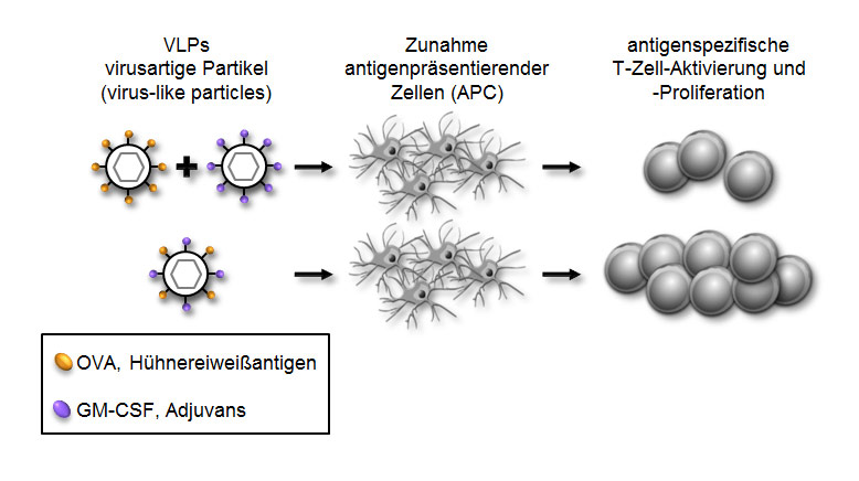 The combination of antigen+adjuvant in virus-like particles trigger enhanced immune responses as compared to separate delivery of these components. This can be used for the development of new vaccines