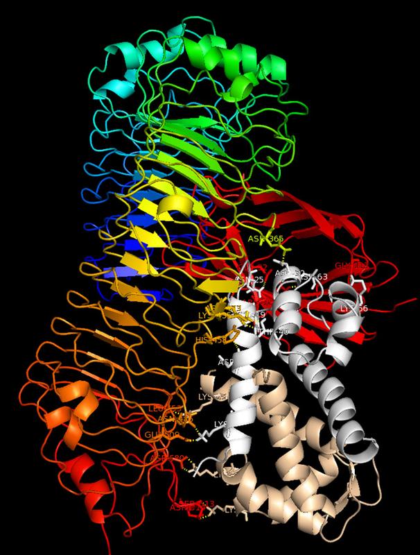 Binding model: The S100A8/S100A9 protein complex (grey/beige) binds to the TLR4 receptor (rainbow-coloured) and MD2 (red) and triggers immune reactions in cells.