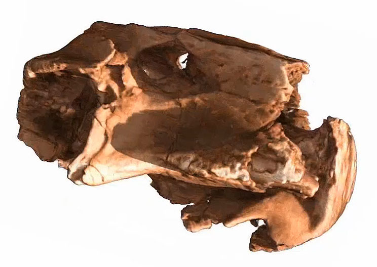 Auch Fossilien wie dieser 250 Mio. Jahre alte Lystrosaurus-Schädel lassen sich mit Neutronentomographie zerstörungsfrei untersuchen.  