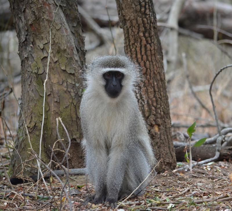 Male vervet monkeys use aggressive behavior against their own group members to inhibit them from fighting.