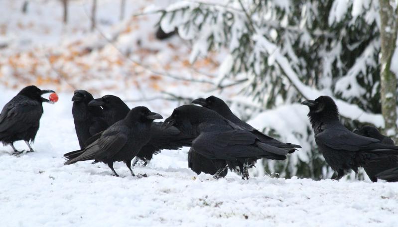 Zwei dominante Paare (ein Paar links und eines in der Mitte) bedrängen jeweils einen Raben. Ganz rechts im Bild ist ein weiterer dominanter Raben, der den Raben rechts hinter ihm einschüchtert..