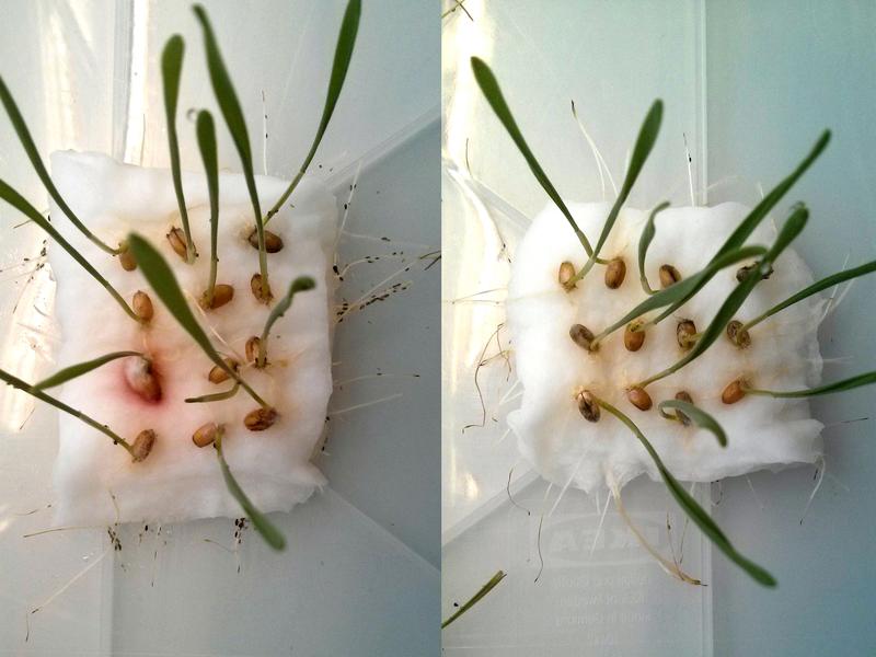 If aphids have the choice between wheat seedlings with (right) and without CBT-ol treatment (left), they avoid the treated seedlings.