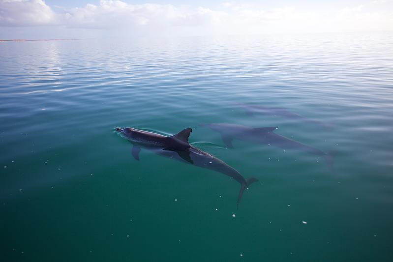 Male dolphins, despite their strong social bonds, retain their individual whistles to identify their partners and competitors.