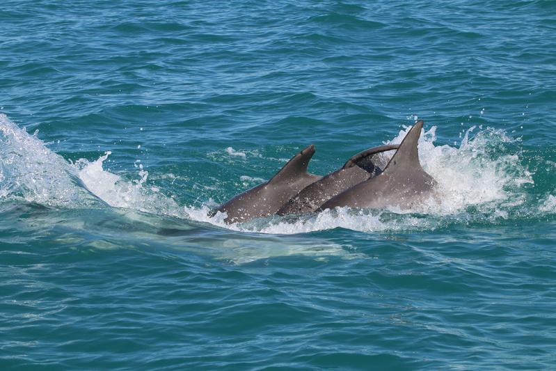 Within their population, male dolphins enter into complex, multi-level alliances.