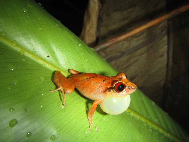 Der kleine Frosch Pristimantis bacchus ist bedroht und lebt nur in den ungenutzten Nebelwäldern.