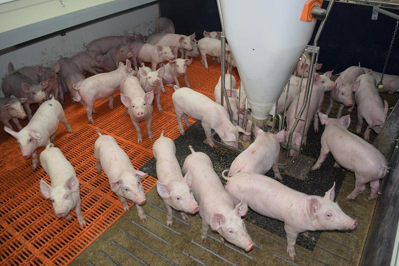 Schweinehaltung im Stall