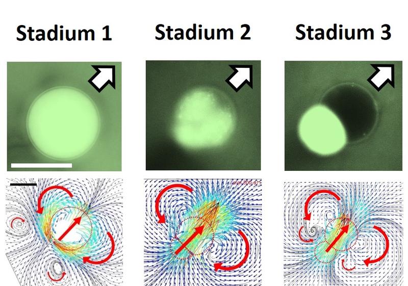 Entwicklung eines Janus-Tropfens: Die Abbildung zeigt Wasser-Ethanol-Tröpfchen in einer Öl-Tensid-Mischung, der ein fluoreszierender Farbstoff beigemischt wurde. Unten: gemessene Strömungsprofile. 