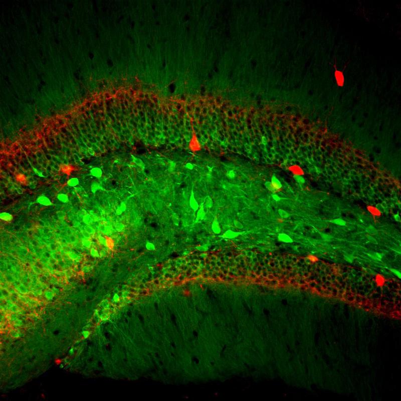 Blick ins Gedächtnis: Die Nervenzellen leuchten in der Videoaufnahme auf, sobald sie aktiviert werden.