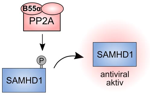 Schematische Darstellung der Dephosphorylierung des Restriktionsfaktors SAMHD1.
