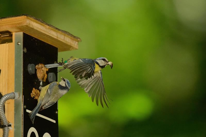 Blue tits lay up to 15 eggs. Finding enough food means a lot of work for the parents.