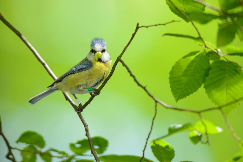 After the disappearance of a parent, the remaining partner substantially increases its effort to raise at least some of the chicks, which turns out to be often successful. 