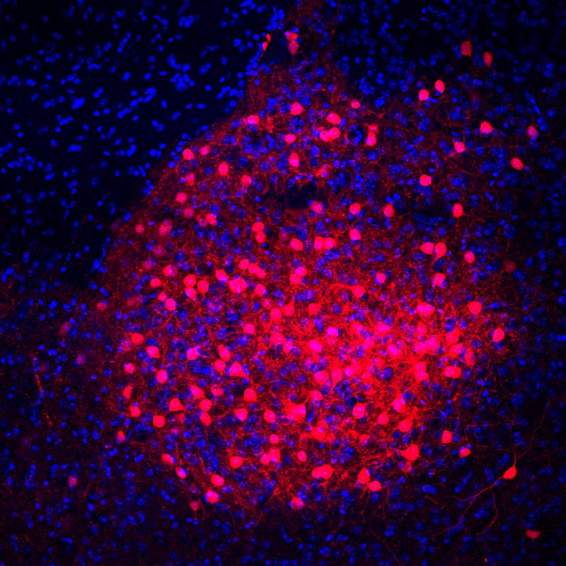 CRH Neuronen des zentralen Mandelkerns (CeA, grün) projizieren in das ventrale tegmentale Areal (VTA). Dopamin produzierende Neuronen (rot).