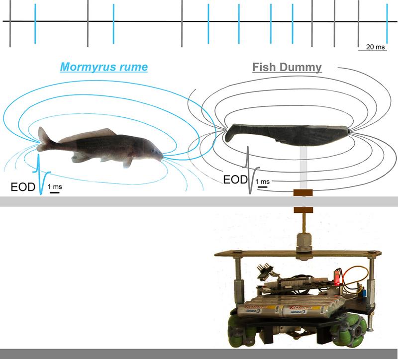 Ein ferngesteuerter Wagen (unten) ist magnetisch an die Fischattrappe (rechts) gekoppelt und kann sie so bewegen. Der Nilhecht reagiert auf Spannungspulse der Attrappe (grau) mit Echos (blau). 