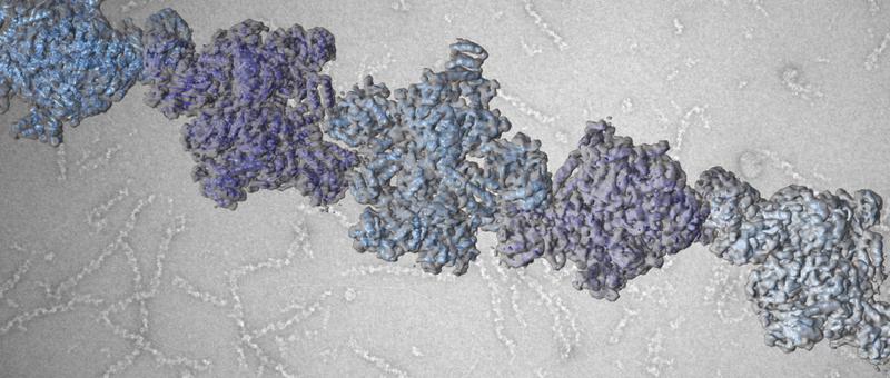 ACC filaments regulate enzyme activity and thus control fatty acid production. 