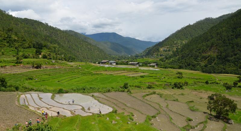 Kleinbäuerlicher Reisanbau in Punakha, Buthan