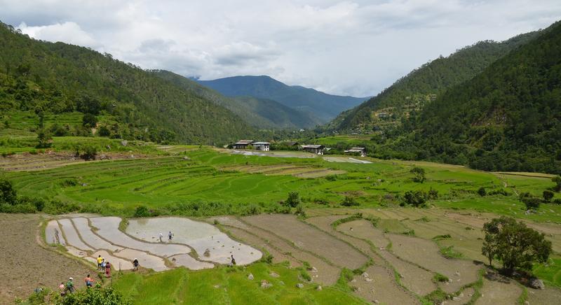 Rice cultivation by local farmers in Punakha, Bhutan