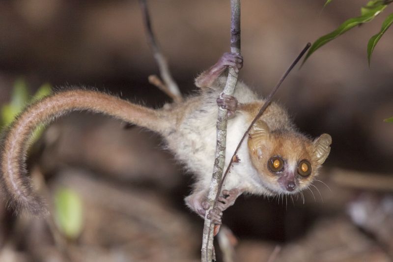 Der Madame Berthes-Mausmaki (Microcebus berthae) lebt in und um den Kirindy-Wald im Westen Madagaskars. Er ist der kleinste Primat der Welt und vom Aussterben bedroht.