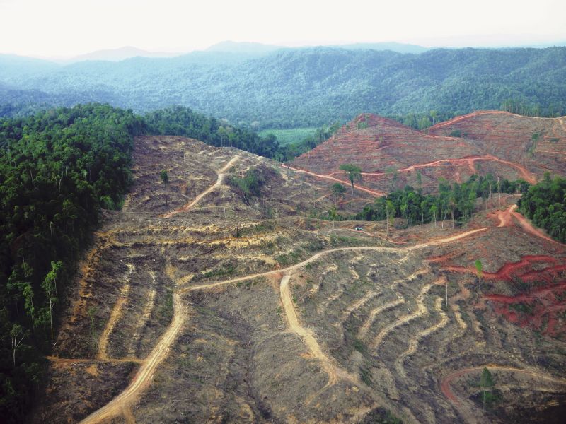Abgeholzter Wald auf Sumatra, Indonesien. Die Zerstörung ihrer natürlichen Lebensräume ist einer der Hauptgründe für die Bedrohung von Primaten.