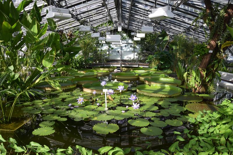 Das Victoriahaus im Botanischen Garten Berlin ist wieder geöffnet.